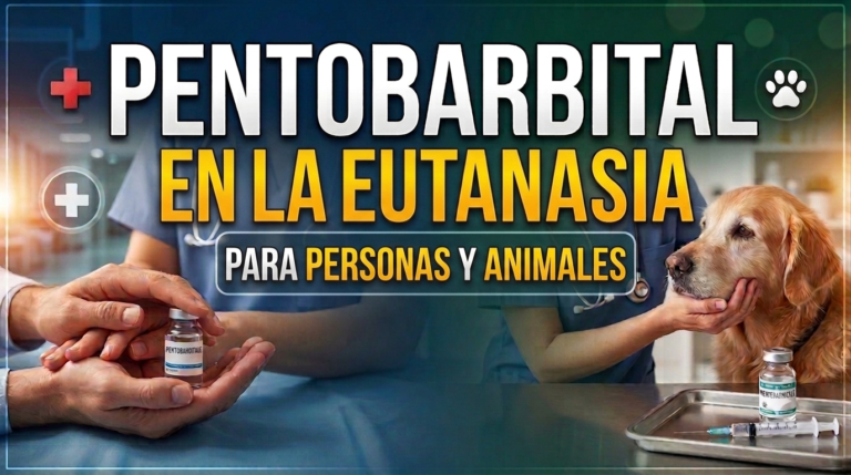 regla del pentobarbital en la eutanasia
